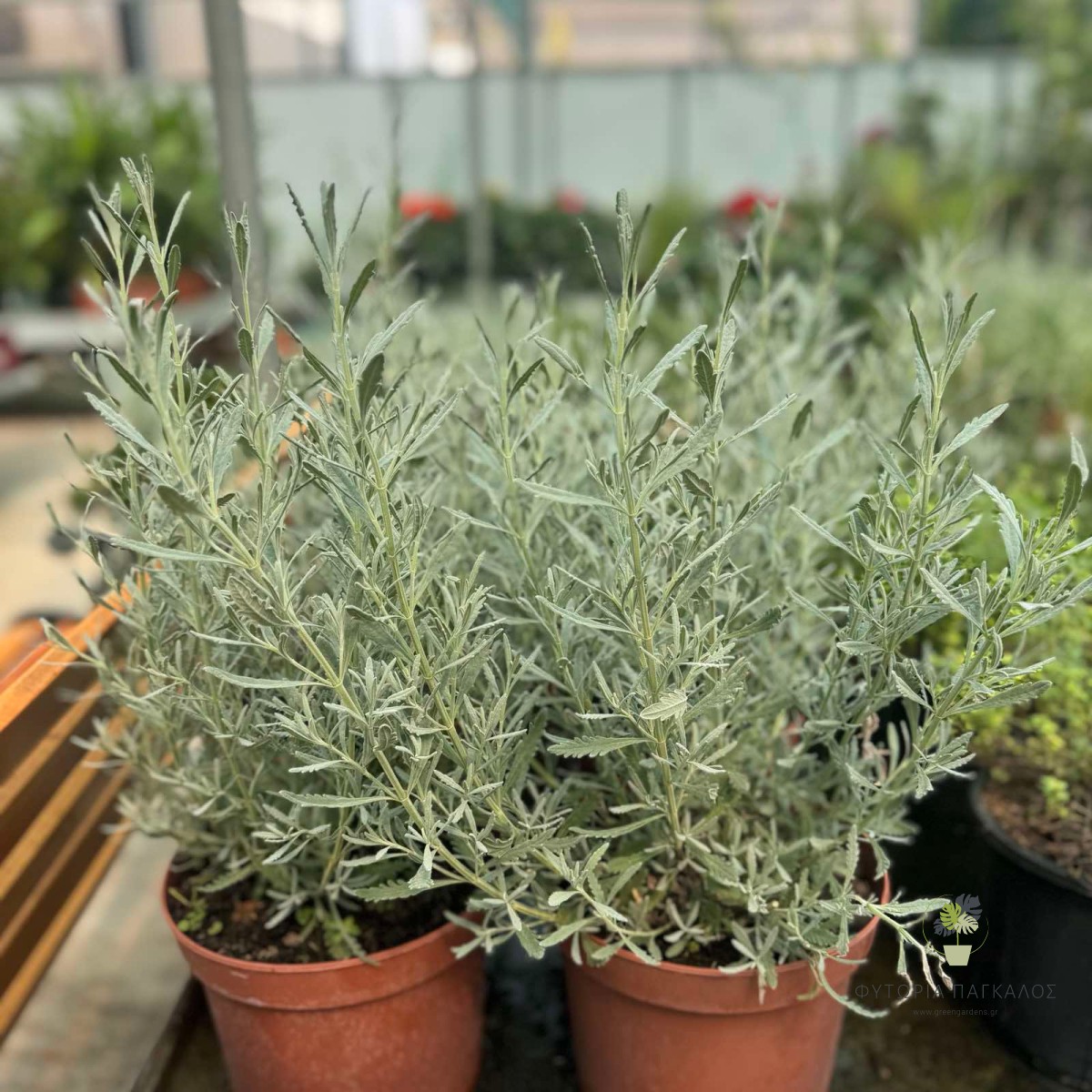 Λεβάντα (Lavandula officinalis) - 3